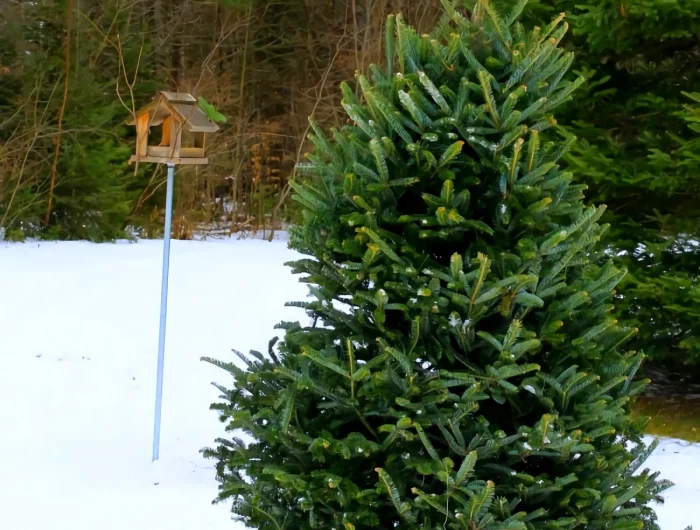 replantation d un sapin dans le jardin