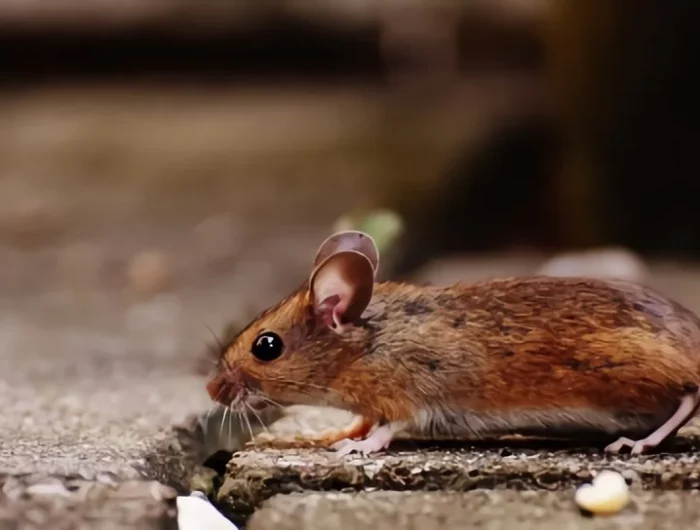 rongeur infestation solutions produit pour tuer les souris rapidement
