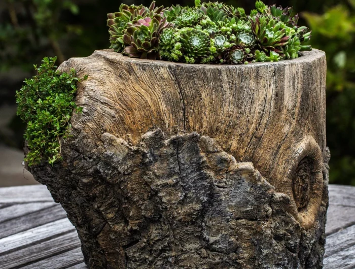 souche d arbre transforme en pot de plantes grasses vertes