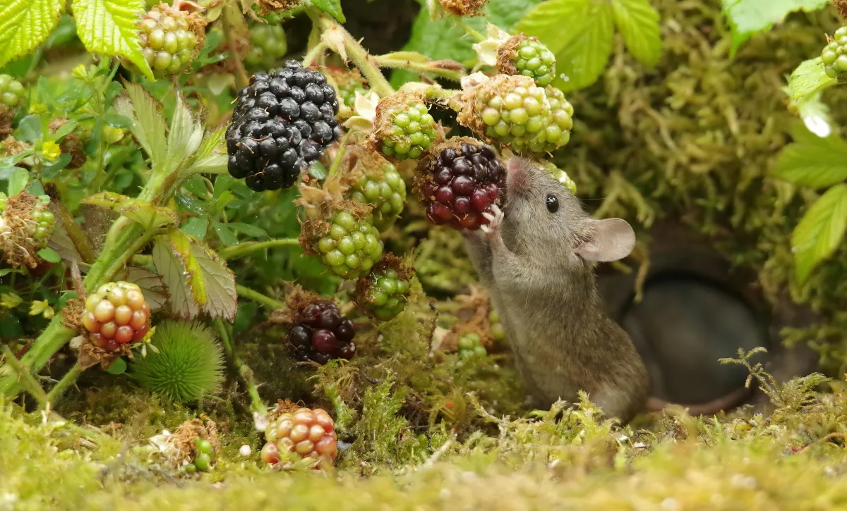 souris dans le potager qui mange les baies rouges