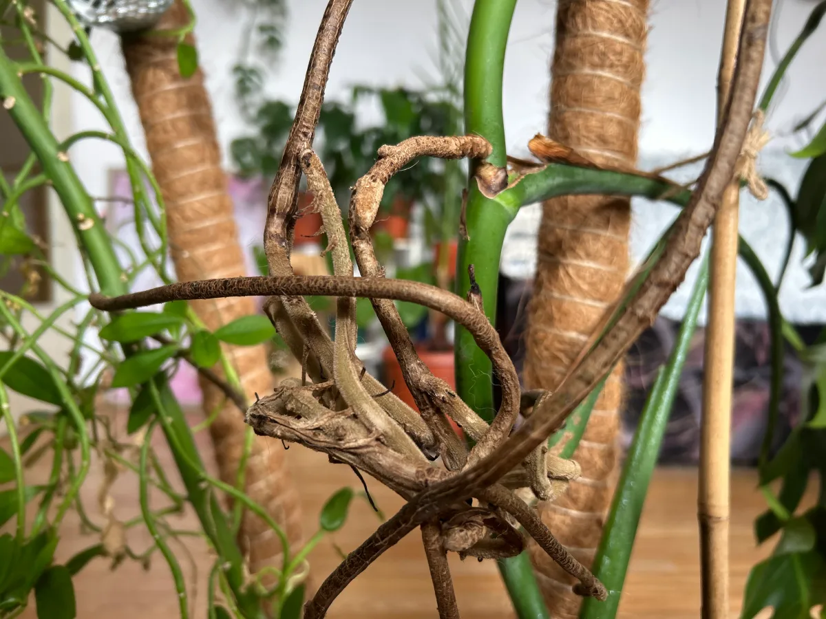 support tuteur fibre coco plante grimpante structure stabilite
