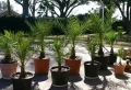 Quand et comment tailler le tronc d’un palmier phœnix ? Les conseils précieux des experts