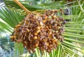 Quand et comment tailler le tronc d’un palmier phœnix ? Les conseils précieux des experts