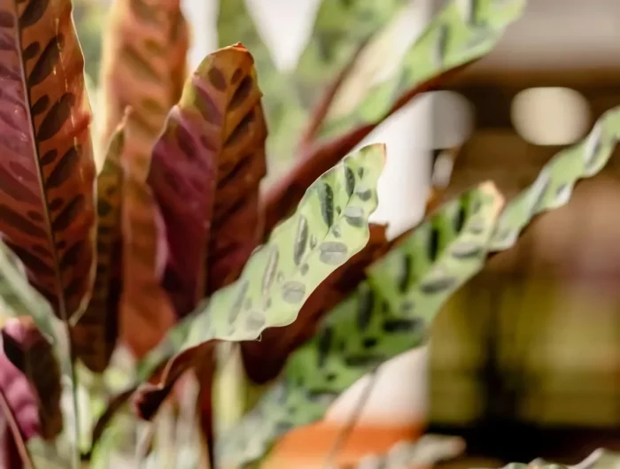 tendace plantes 2023 aux feuilles panachées colorées