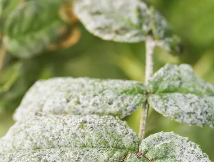 traiter l oidium avec du bicarbonate de soude