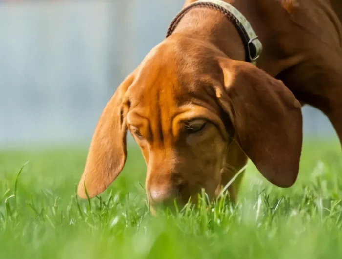 un chien qui renifle la pelouse verte