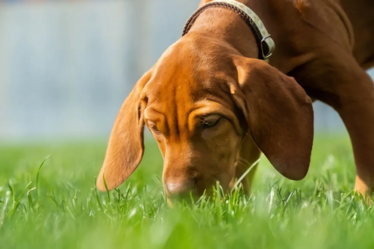 un chien qui renifle la pelouse verte