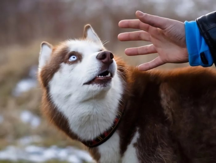 un chien qui se motre hostile envers un homme avec son bras a droite