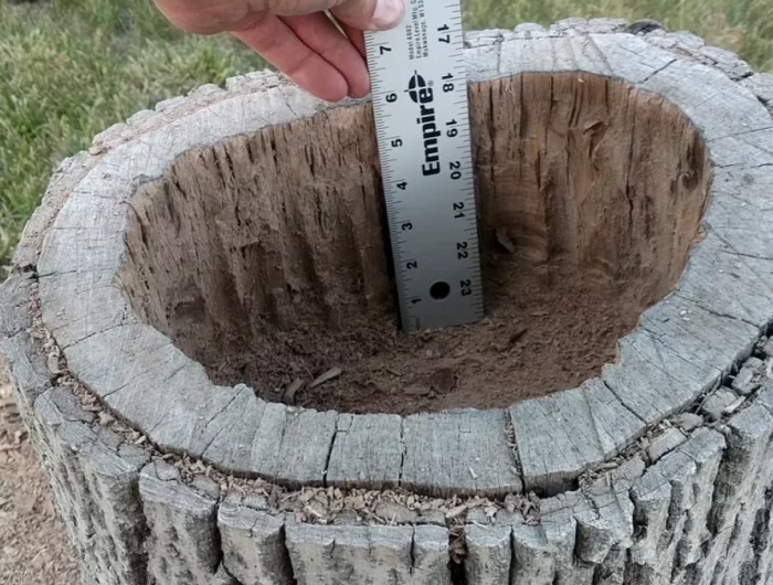 une souche d arbre creuse metre