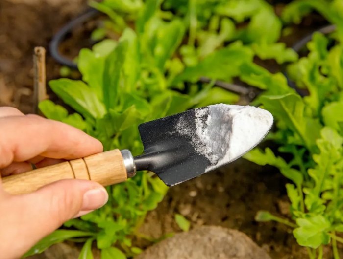 utilisation du bicarbonate de soude sur les plantes