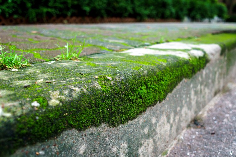 free image/jpeg resolution: 5703x3802, file size: 8.19mb, green moss on street