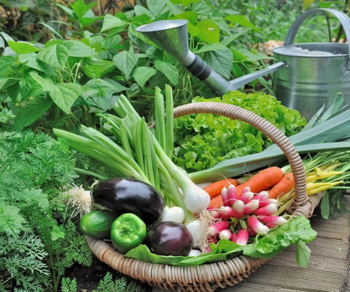 comment préparer la terre du potager legumes en panier