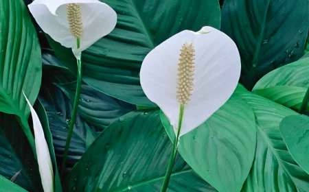 deux fleurs blanches de spathiphyllum