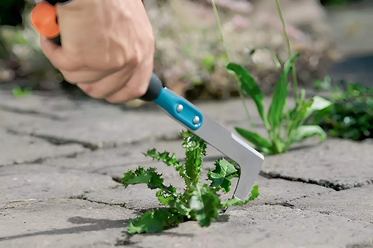 enlever les mauvaises herbes manuellement avec un outil qui les decroche