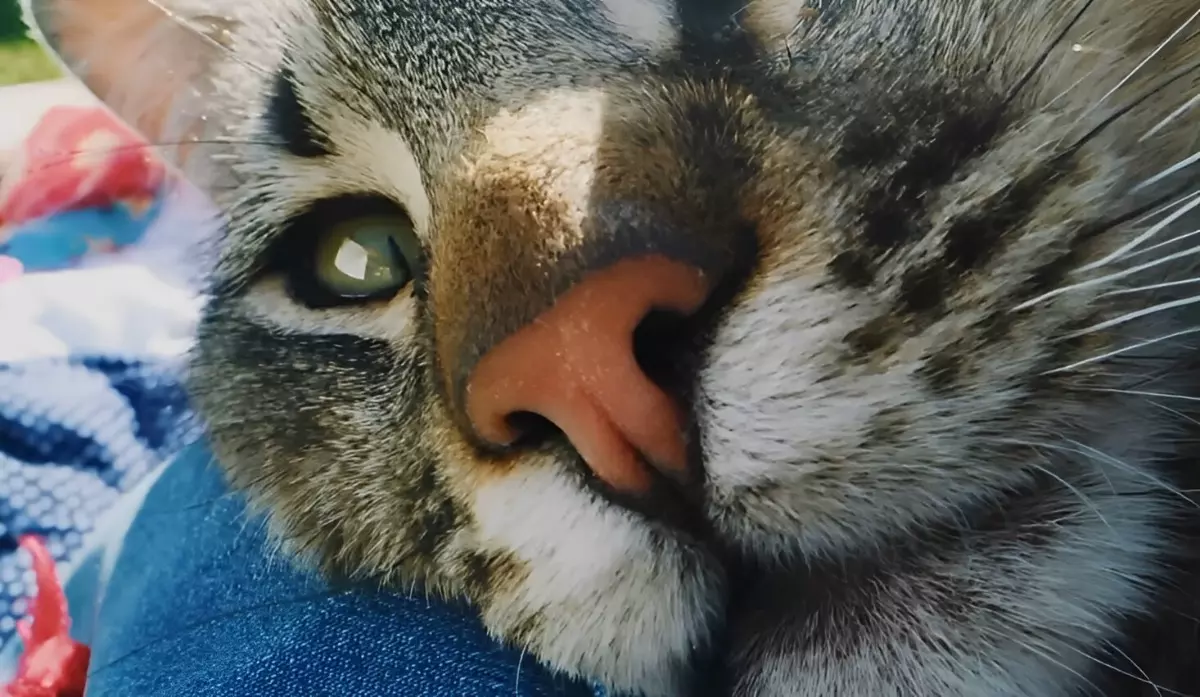gros zoom sur le nez d un chat