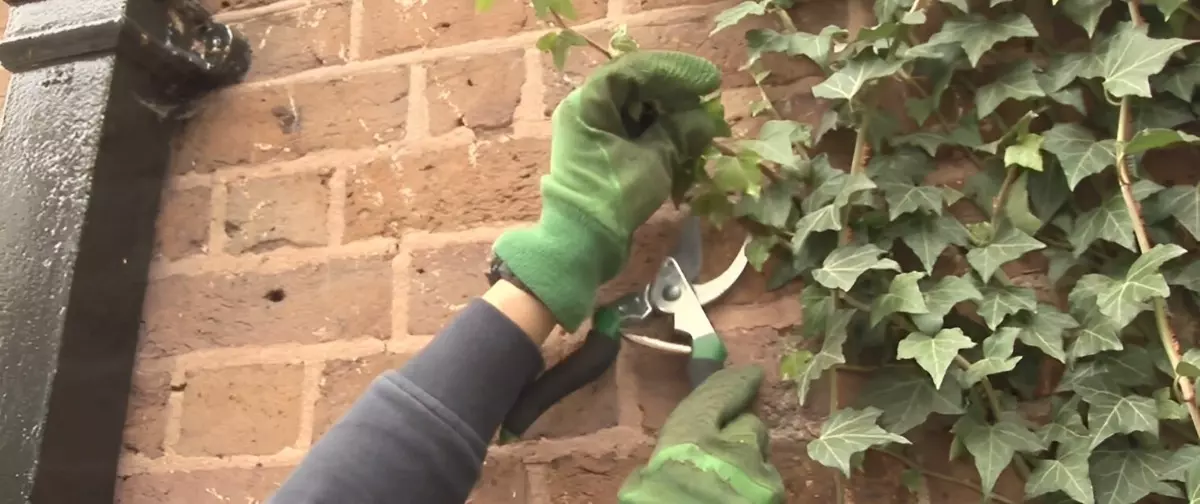 mains gantes qui taillent avec un secateur du lierre accroche sur un mur en briques