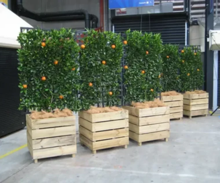 où placer des arbres fruitiers trosbacs dorangiers avec paillis