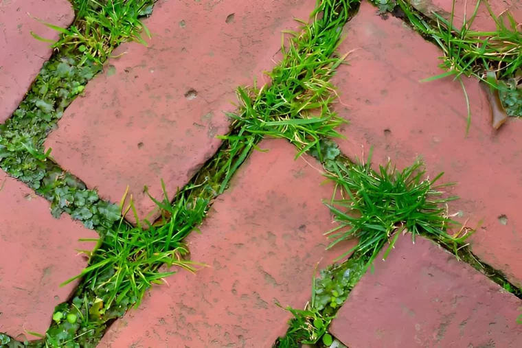 pavement en briques rouge avec des mauvaise herbes qui poucent dans les joints