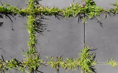 pavement en carreaux de ciment envahi par les mauvaises herbes