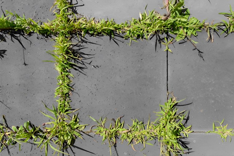 pavement en carreaux de ciment envahi par les mauvaises herbes