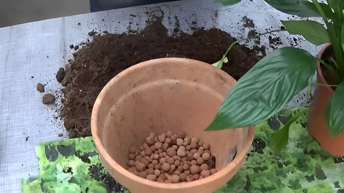 pot en terre cuite avec des billes d argile au fond du pot