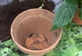 Comment faire fleurir une fleur de lune : une méthode unique et efficace