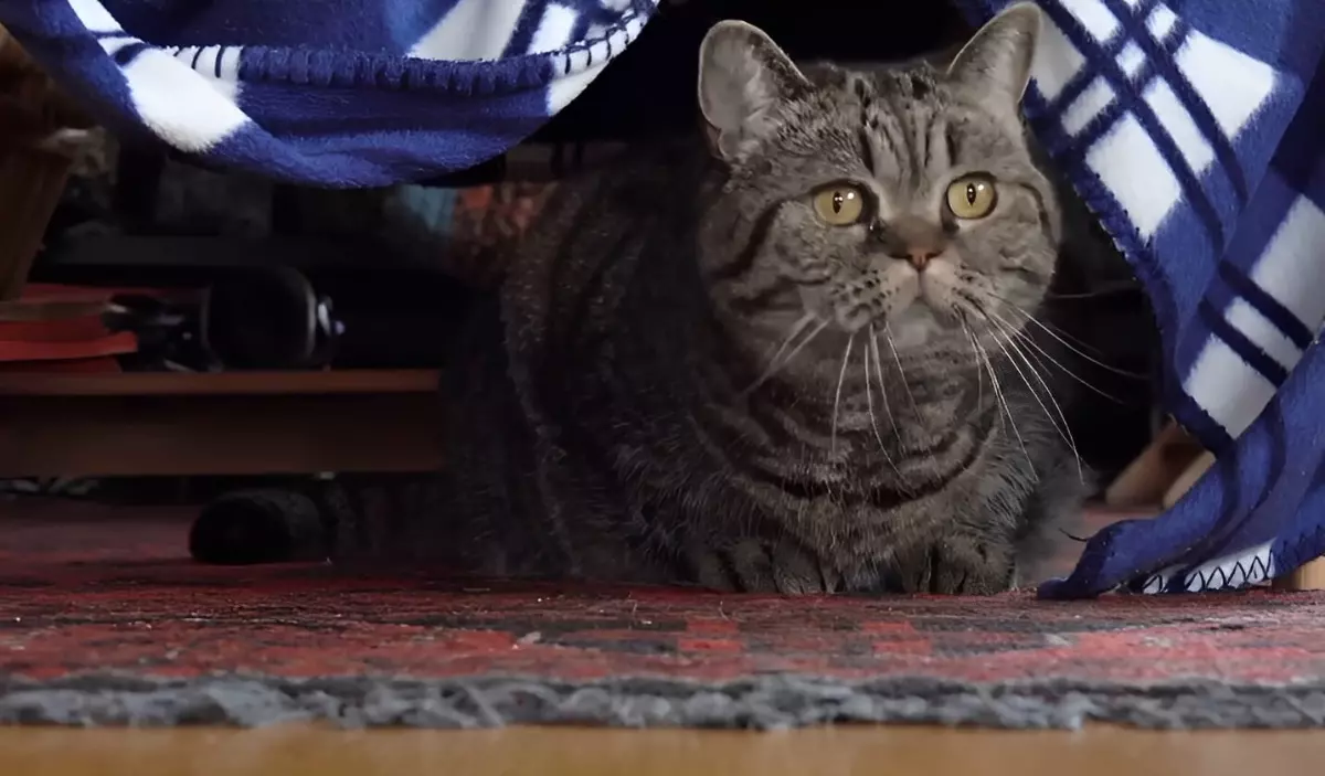 un chat attentif a son environnement couche par terre sur un tapis