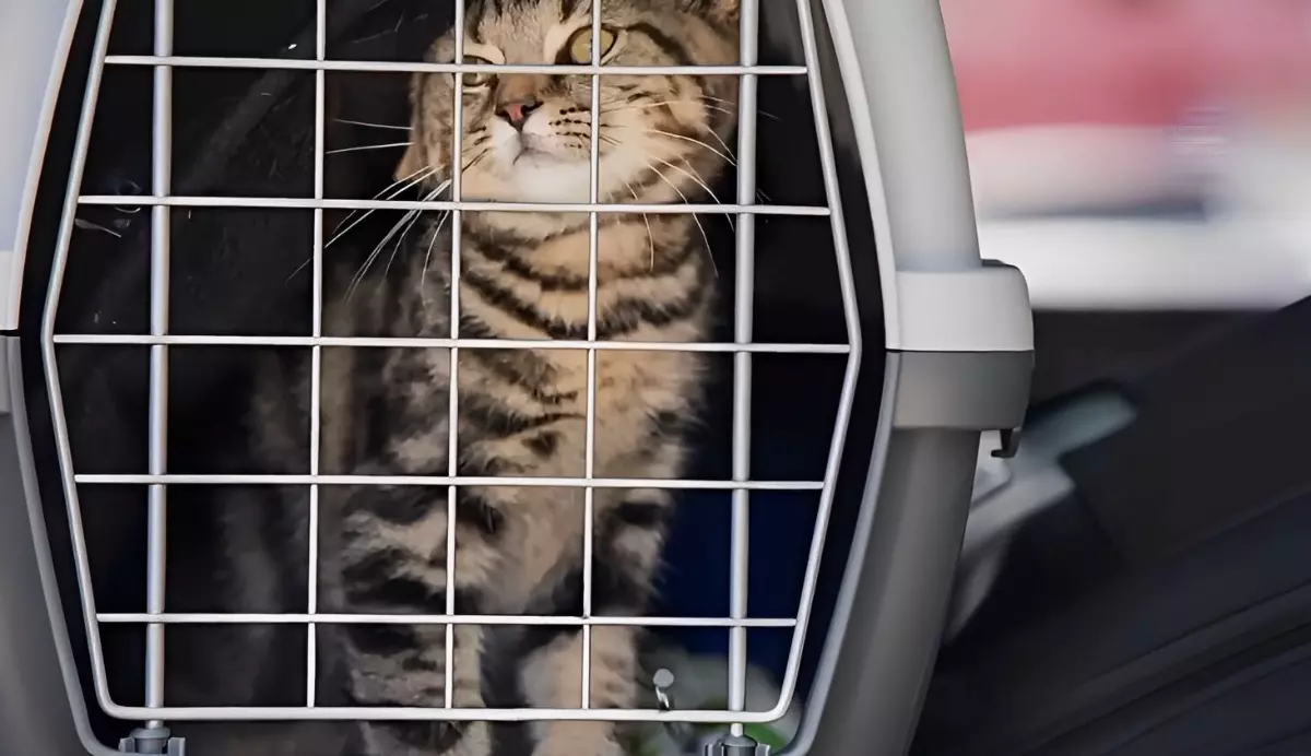 un chat fermé dans ne cage de transport