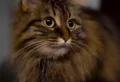 11 choses que les chats savent sur vous : révélations étonnantes