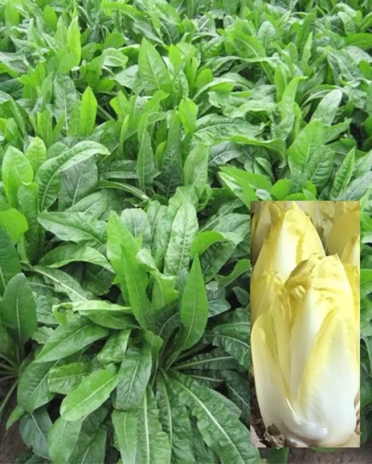 a quoi ressemble l endive cultivee dans le jardin