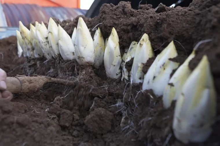 astuces pour reussir la culture des endives