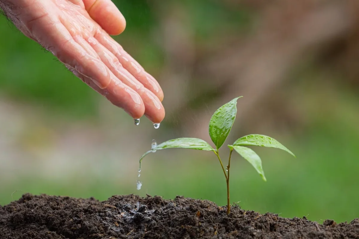 avantages fertiliser son jardin avec des coquilles d oeufs qualite sol