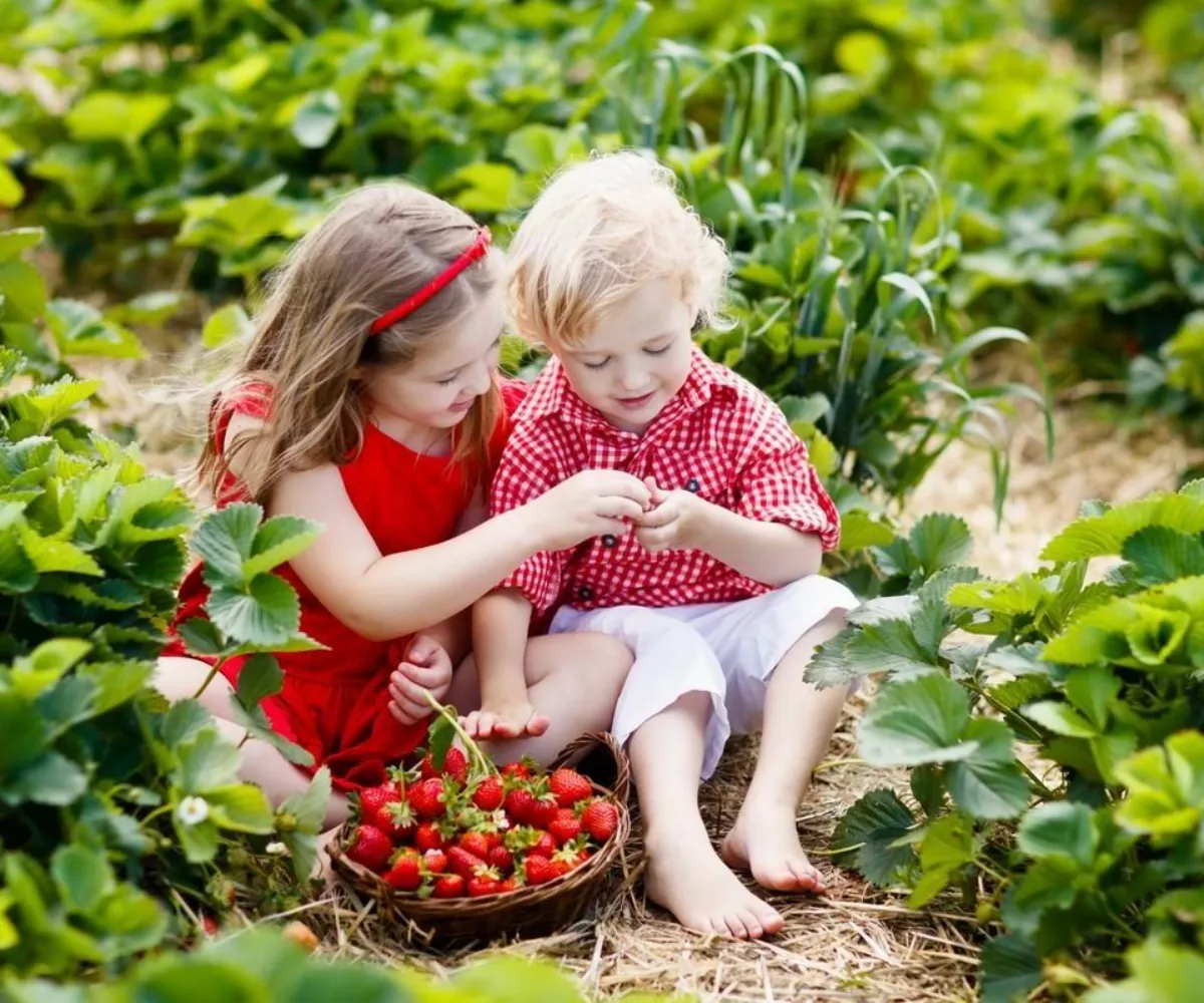 batch la meilleure exposition pour des fraisiers jeunes enfant parmi fraisiers