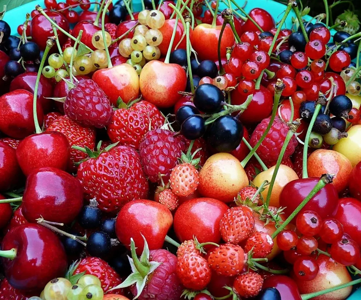 batch le bon moment pour planter des pieds des fraisiers dans le jardin et en jardinière fraises et cerises