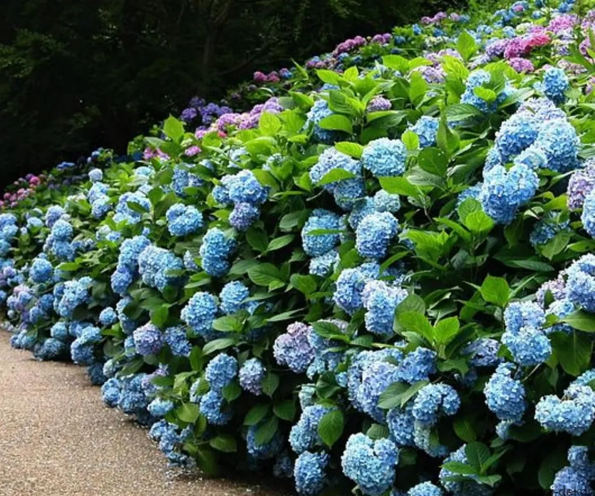 batch où planter un hortensia en pleine terre cloture de fleurs bleues
