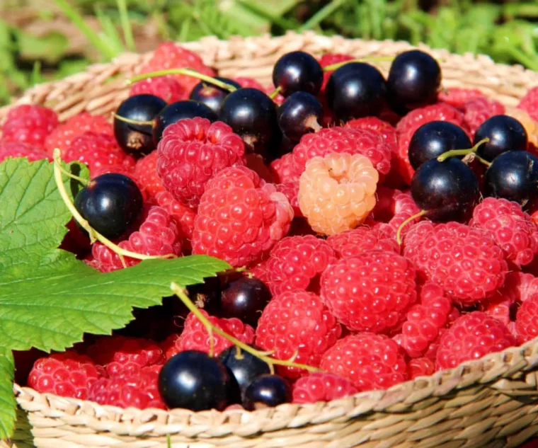 batch quand on planter des fraisiers faut il enlever les stolons panier plein de fruits et cerises