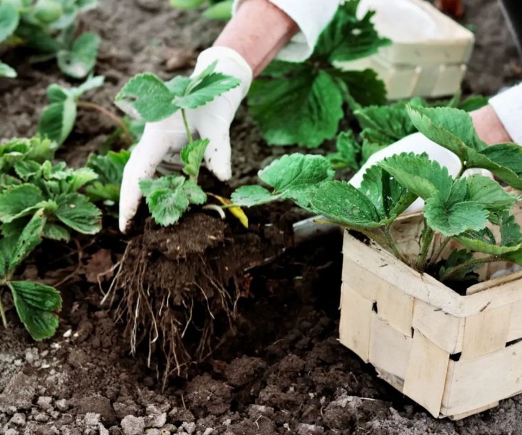 batch quand planter des fraisiers au printemps plantation