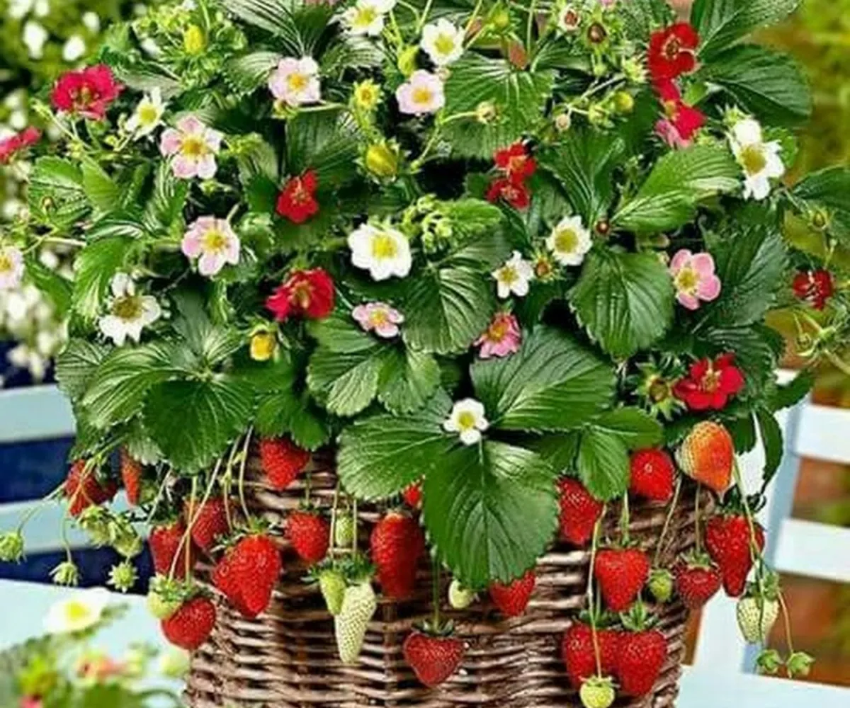 batch quand planter les fraisiers en godets