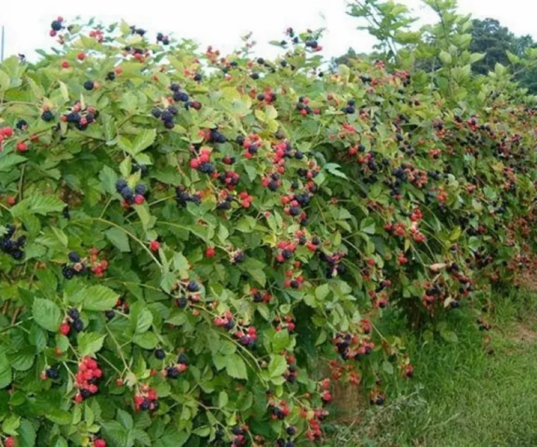 batch quand planter les fraisiers en pleine terre buisson remontant aux fruits rouges etnoirs