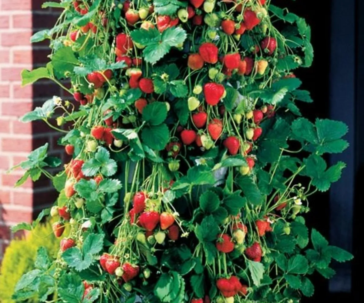 batch quand planter les fraisiers en pleine terre colonne de faises