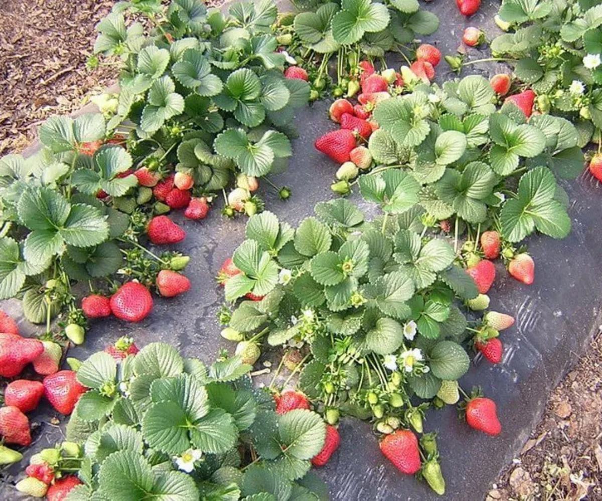 batch quand planter les fraisiers en pleine terre en plein soleil