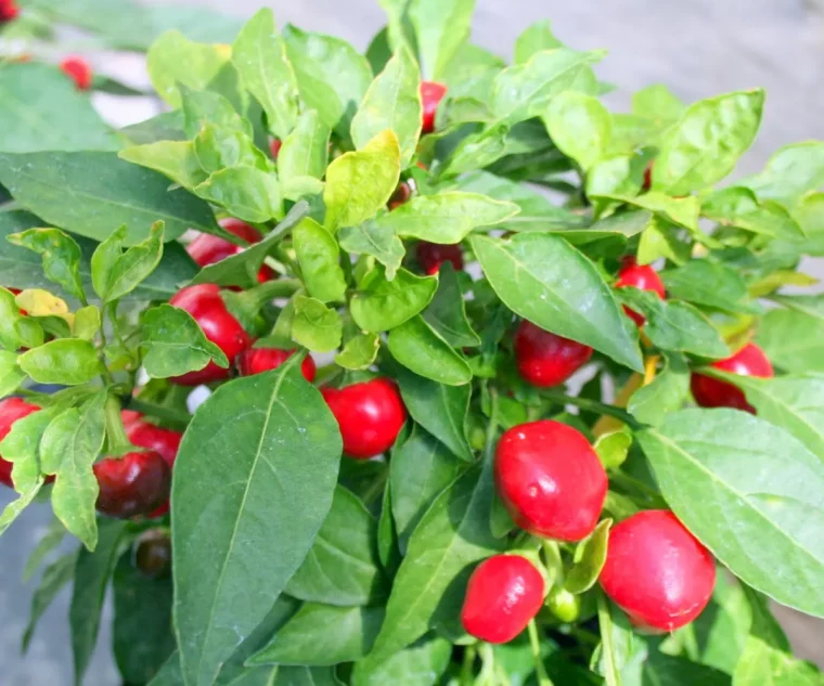 batch que planter en fevrier au potager piments