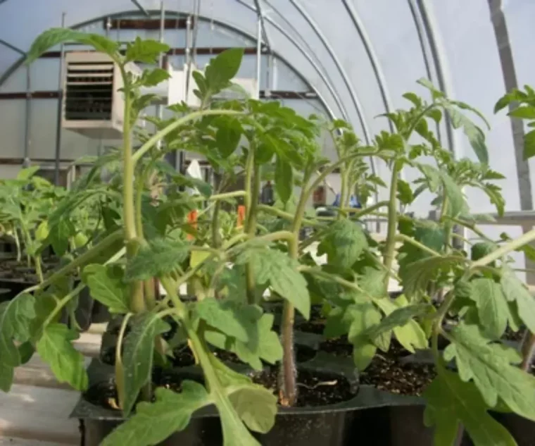 batch que semer en février au potager