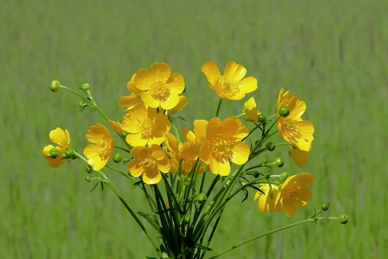 bouquet de fleurs a petales jaunes champs nature verte