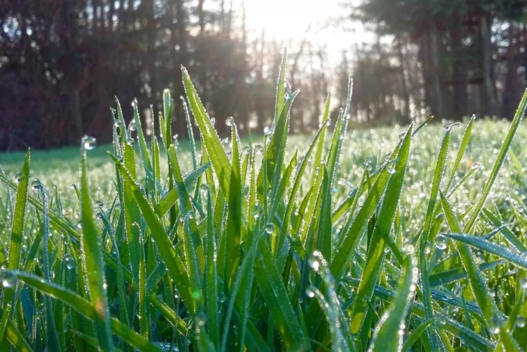 brin d herbes verte soleil jardin fraicheur