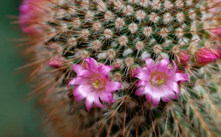 cactus en fleurs comemnt le soigner