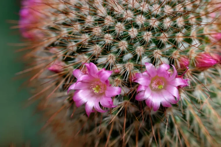 cactus en fleurs comemnt le soigner