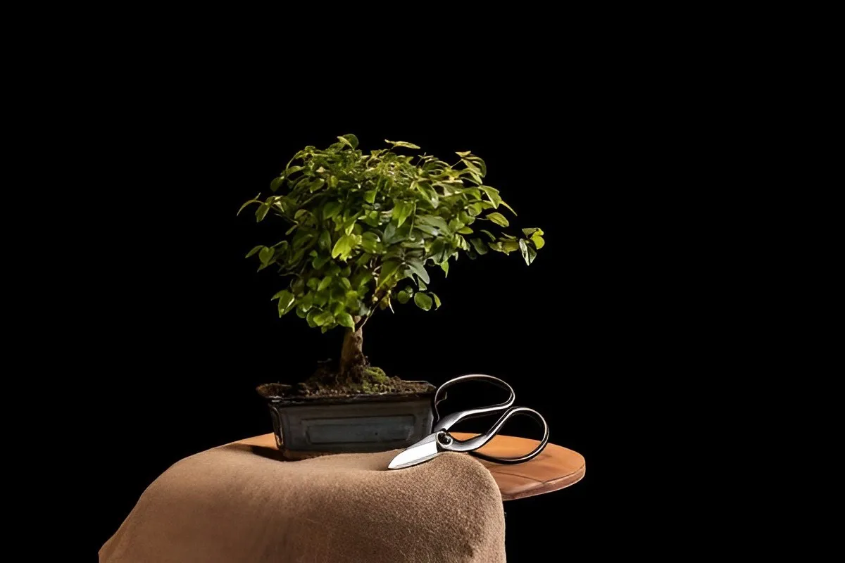 ciseaux arbre bonsai ficus pot ceramique table bois fond noir