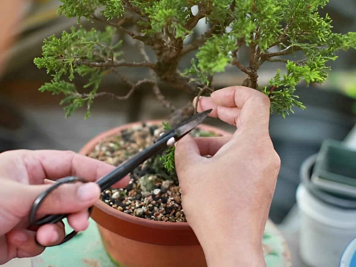 ciseaux mains pot terre cuite arbre bonsai pin