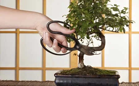 ciseaux pour tailler un bonsai quand comment pot